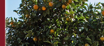 Cannes Orangenbaum und im Hintergrund der alte Kirchturm von Cannes, Bild 3 von 6