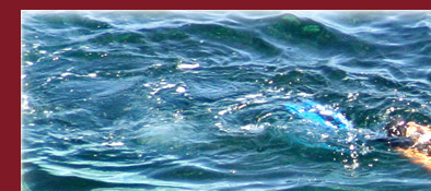 Die Cote d' Azur, stille naturbelassene Buchten gibt es noch an der Cote d' Azur, Bild 1 von 6