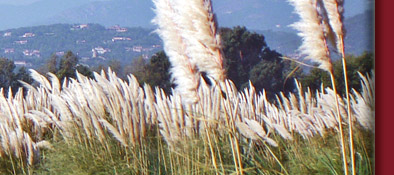 Grimaud, Blick aus der Ferne auf Grimaud mit der Burgruine an der Cote d' Azur, Bild 4 von 6