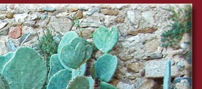 Grimaud, Kakteen mit Verewigungen von Verliebten an der Burgruine, Cote d' Azur, Bild 2 von 6