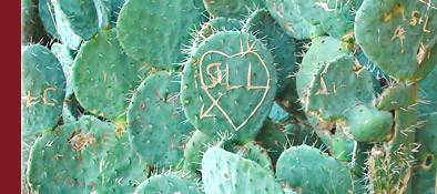 Grimaud, Kakteen mit Verewigungen von Verliebten an der Burgruine, Cote d' Azur, Bild 3 von 6