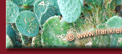 Grimaud, Kakteen mit Verewigungen von Verliebten an der Burgruine, Cote d' Azur, Bild 5 von 6