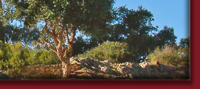 Grimaud, gem&uuml;tliches Verweilen an der M&uuml;hle in der Sonne von S&uuml;dfrankreich, Bild 1 von 6