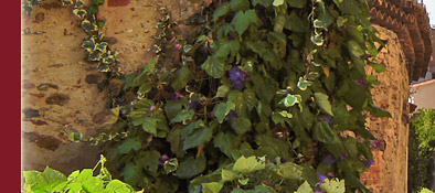 Grimaud, enge G&auml;sschen, vielf&auml;ltige provenzalische Bl&uuml;tenpracht an der Cote d' Azur, Bild 3 von 6