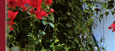 romantisches H&auml;uschen mit h&uuml;bscher Pflanzendekoration in Grimaud am Mittelmeer, Bild 3 von 6