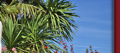 Sainte-Maxime ein blühender Garten in Südfrankreich an der Cote d' Azur, Bild 4 von 6