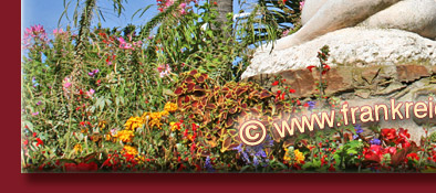 Sainte-Maxime ein blühender Garten in Südfrankreich an der Cote d' Azur, Bild 5 von 6