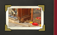 gemütlicher Souvenirshop im Zentrum von Grimaud mit einer sich wohlfühlenden Katze